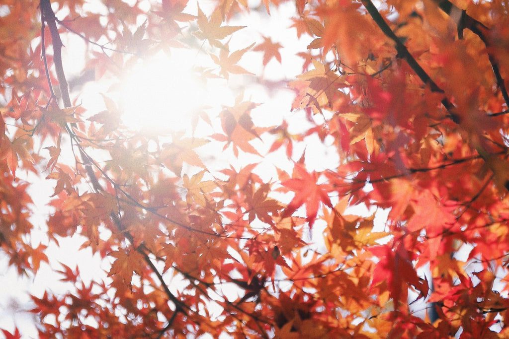 5 Fall Affirmations for Rest, Reflection & Renewal