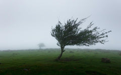 Hurricane // A Poem by Mary Oliver