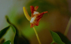 Quotes on Recovery, Springtime, and Returning to Life