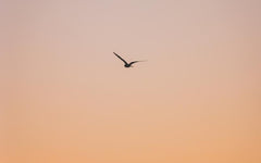 Reasons to Live Through the Apocalypse