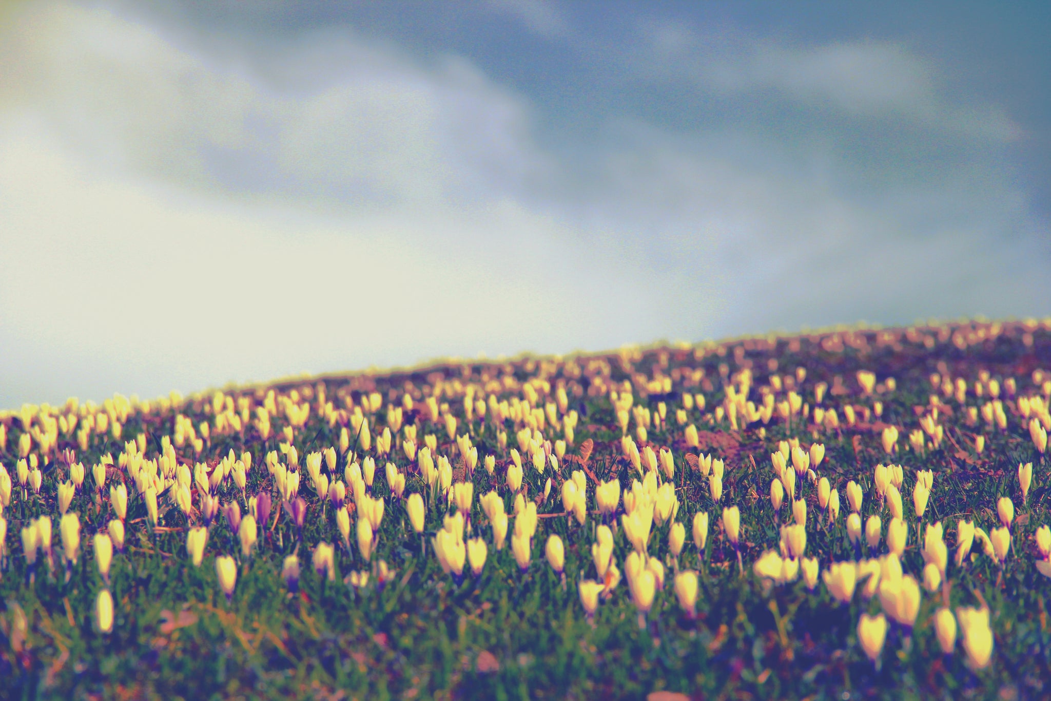 Spring Feelings 23 Spring Quotes for a Season of Purposeful Growth & Renewal– Healing Brave