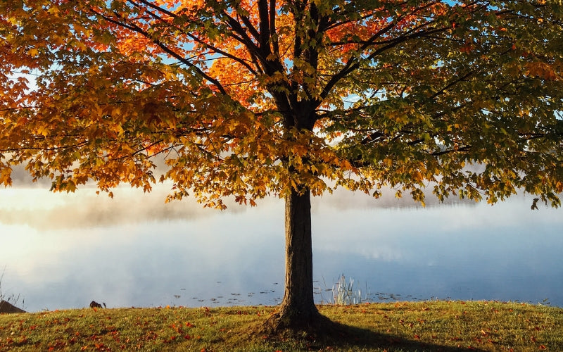 A Mindfulness Practice Inspired by the Changing Seasons