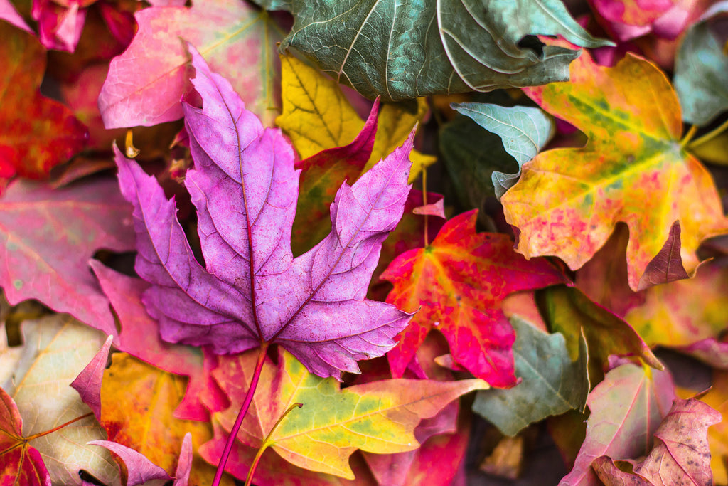 26 Autumn Quotes to Celebrate the Magic of a New Beginning