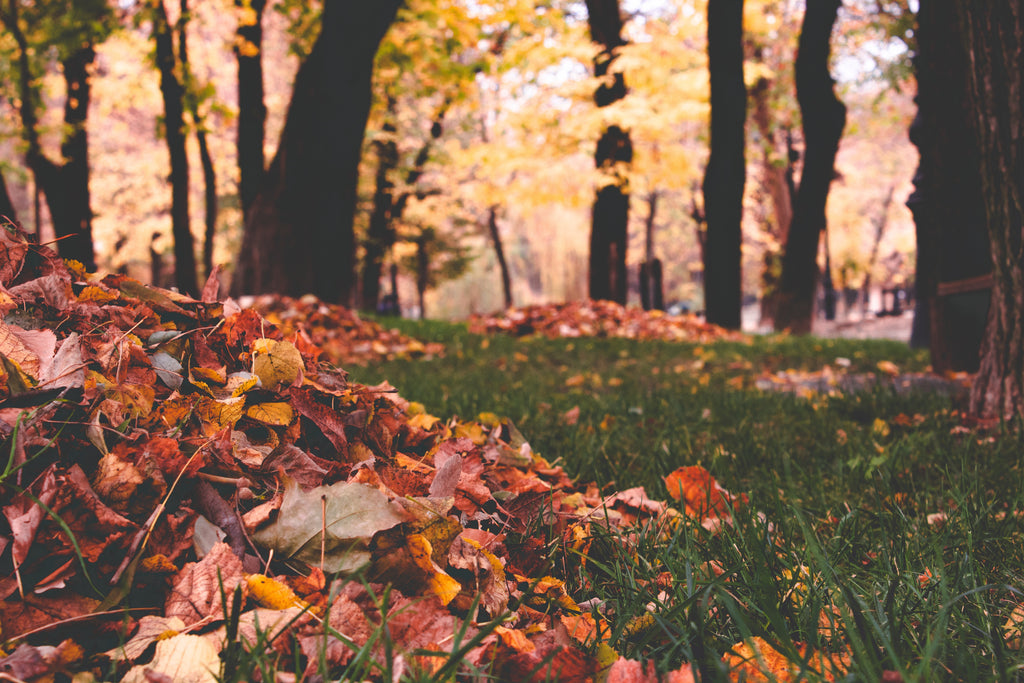 8 Autumn Poems Inspired by Feelings & Falling Leaves