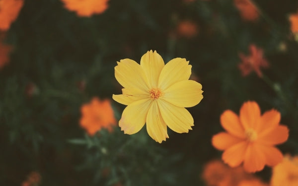 13 Springtime Affirmations for a Fresh Start in Work & Life