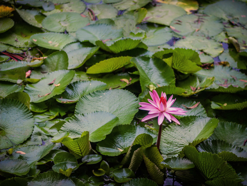20 Lotus Flower Quotes to Inspire Growth & New Beginnings