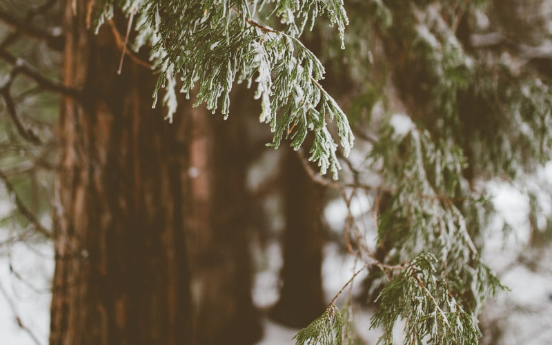 10 Winter Affirmations for Emotional Healing