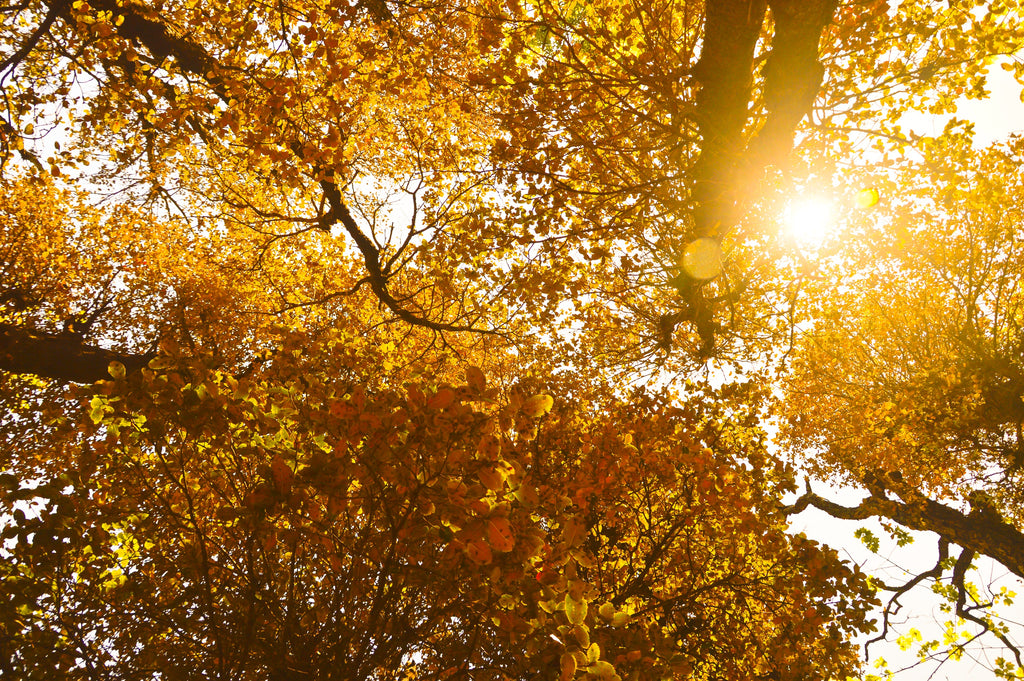 15 Literary Quotes about Autumn: An Ode to This Season’s Grace